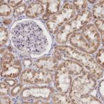 DCUN1D1 Antibody in Immunohistochemistry (Paraffin) (IHC (P))