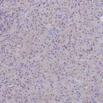 Ankyrin B Antibody in Immunohistochemistry (Paraffin) (IHC (P))