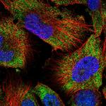 Golgi protein 58k Antibody in Immunocytochemistry (ICC/IF)