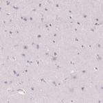 Golgi protein 58k Antibody in Immunohistochemistry (Paraffin) (IHC (P))