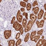 Golgi protein 58k Antibody in Immunohistochemistry (Paraffin) (IHC (P))