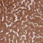 Golgi protein 58k Antibody in Immunohistochemistry (Paraffin) (IHC (P))