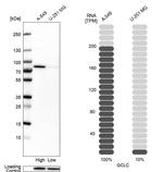 GCLC Antibody