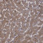 GCLC Antibody in Immunohistochemistry (Paraffin) (IHC (P))