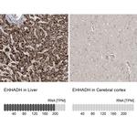 EHHADH Antibody