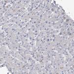 NHE3 Antibody in Immunohistochemistry (Paraffin) (IHC (P))