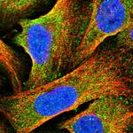 HOMER1 Antibody in Immunocytochemistry (ICC/IF)