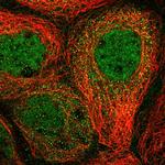 CUEDC2 Antibody in Immunocytochemistry (ICC/IF)