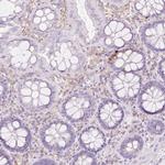 Glucagon Antibody in Immunohistochemistry (Paraffin) (IHC (P))