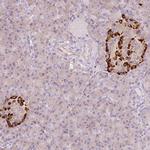 Glucagon Antibody in Immunohistochemistry (Paraffin) (IHC (P))