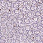 Glucagon Antibody in Immunohistochemistry (Paraffin) (IHC (P))