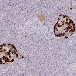 Glucagon Antibody in Immunohistochemistry (Paraffin) (IHC (P))