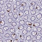 Glucagon Antibody in Immunohistochemistry (Paraffin) (IHC (P))