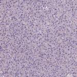 Neurocan Antibody in Immunohistochemistry (Paraffin) (IHC (P))