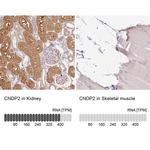 CNDP2 Antibody