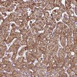 AADAT Antibody in Immunohistochemistry (Paraffin) (IHC (P))