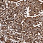 COPD Antibody in Immunohistochemistry (Paraffin) (IHC (P))