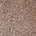 GST Omega 1 140A Antibody in Immunohistochemistry (Paraffin) (IHC (P))