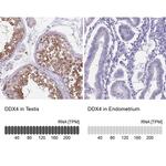 DDX4 Antibody