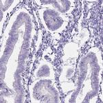 DDX4 Antibody in Immunohistochemistry (Paraffin) (IHC (P))