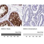 DDX4 Antibody