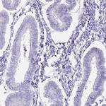 DDX4 Antibody in Immunohistochemistry (Paraffin) (IHC (P))