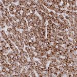 Arylsulfatase B Antibody in Immunohistochemistry (Paraffin) (IHC (P))