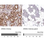 Arylsulfatase B Antibody