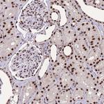 PRP19 Antibody in Immunohistochemistry (Paraffin) (IHC (P))