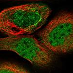 SPATA7 Antibody in Immunocytochemistry (ICC/IF)