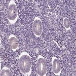 SPATA7 Antibody in Immunohistochemistry (Paraffin) (IHC (P))