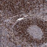 Adenosine Kinase Antibody in Immunohistochemistry (Paraffin) (IHC (P))