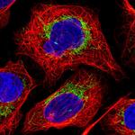 Citrate Synthase Antibody in Immunocytochemistry (ICC/IF)