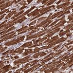 Citrate Synthase Antibody in Immunohistochemistry (Paraffin) (IHC (P))