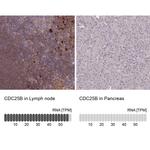 Cdc25B Antibody