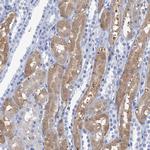 NALP10 Antibody in Immunohistochemistry (Paraffin) (IHC (P))