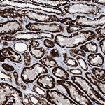 HADH Antibody in Immunohistochemistry (Paraffin) (IHC (P))