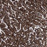 HADH Antibody in Immunohistochemistry (Paraffin) (IHC (P))