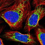 EXOSC8 Antibody in Immunocytochemistry (ICC/IF)