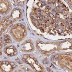 Dynactin 2 Antibody in Immunohistochemistry (Paraffin) (IHC (P))