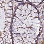 Dynactin 2 Antibody in Immunohistochemistry (Paraffin) (IHC (P))