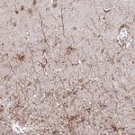 Glypican 5 Antibody in Immunohistochemistry (Paraffin) (IHC (P))