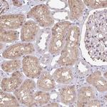 Glypican 5 Antibody in Immunohistochemistry (Paraffin) (IHC (P))