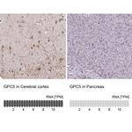 Glypican 5 Antibody