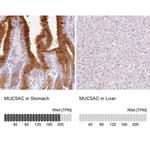 MUC5AC Antibody