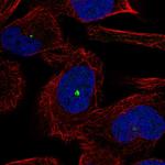 GP340 Antibody in Immunocytochemistry (ICC/IF)