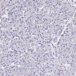 GP340 Antibody in Immunohistochemistry (Paraffin) (IHC (P))