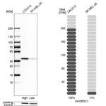 CHORDC1 Antibody