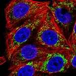 TRAP1 Antibody in Immunocytochemistry (ICC/IF)