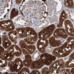 FAH Antibody in Immunohistochemistry (Paraffin) (IHC (P))